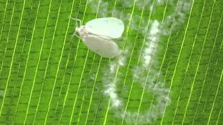 Rugose Spiraling Whitefly laying eggs [upl. by Howlyn]