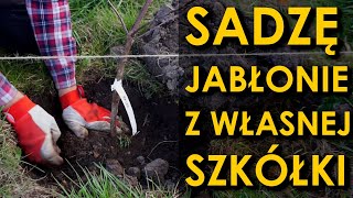 Sadzę 330 jabłoni z własnej szkółki Od patyka do cydru odc 8 [upl. by Nosraep312]