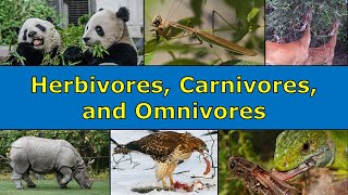 Herbivores Carnivores and Omnivores Overview [upl. by Ardussi]