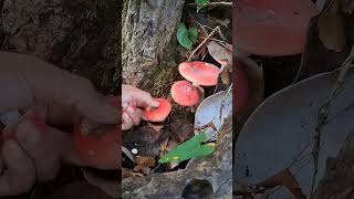 Foraging Wild Mushrooms in Nature The Mushroom Era shortsviral wildmushrooms mushroomforest [upl. by Nibla]