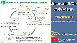 Mécanisme de la contraction musculaire 2Bac SVT2Bac Sc Physiques [upl. by Nirihs]