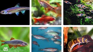 Top 10 BEST Schooling Fish [upl. by Esilram841]