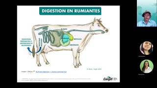 Digestión y metabolismo de nutrientes en rumiantes [upl. by Yllek]