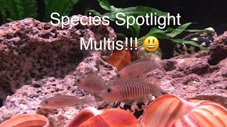 Species Spotlight  Neolamprologus Multifasciatus Tanganyikan Shell Dwellers [upl. by Orravan]