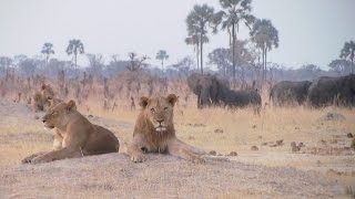 Hwange National Park Zimbabwe [upl. by Grishilde202]