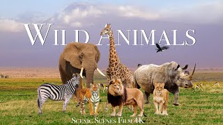 Amazing Scene of Wild Animals In 4K  Scenic Relaxation Film [upl. by Alleuqcaj]