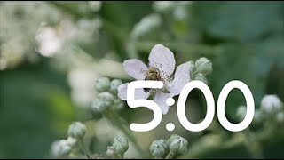 Spring 5 minute Timer HD 720p [upl. by Montfort]