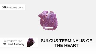 Sulcus terminalis of the heart [upl. by Regan]