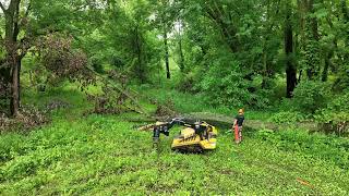 Removing Large Cottonwood Tree  CTX100 Mini Skid Loader  Vermeer Log Grapple Attachment [upl. by Rudolfo]