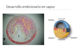 Neurofisiología y Psicof A desarrollo partes de la neurona ontogenésis del sistema nervioso [upl. by Haimehen]