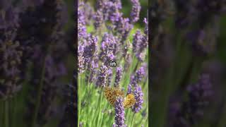 Lavender A Pollinator’s Paradise 💜🐝lavender pollinatorgarden droughttolerant [upl. by Toll278]