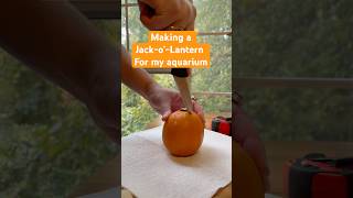 Jacko’lantern  pumpkin for aquarium shrimp￼ [upl. by Beitz]