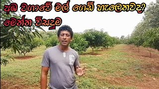 අඹ වගාවේ ඇන්ත්‍රැක්නෝස් රෝගය Anthracnose Disease in Mango orchard¬Agri Life Dilupa Akalanka [upl. by Caralie234]