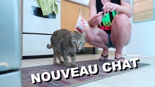 MON NOUVEAU CHAT MEXICAIN [upl. by Boiney]