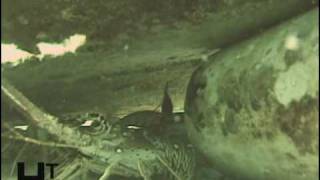 Florida Keys Illegal Lobster Condos Part2 WATERWAYS [upl. by Milinda163]