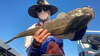 Catching Flathead and Bream fishing Lake Macquarie [upl. by Hachman]