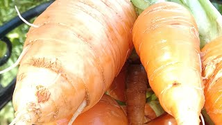 Harvesting Homegrown carrots For Oxtail STEW [upl. by Rois]