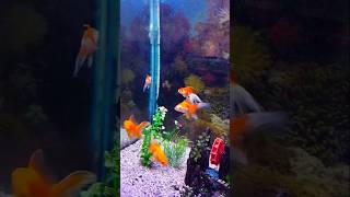 goldfish aquarium [upl. by Ellemaj]