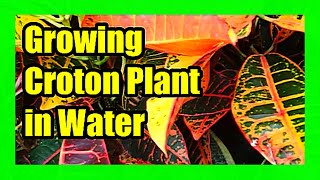 Croton Propagation In Water How to Grow Croton Plant In Water [upl. by Soll]