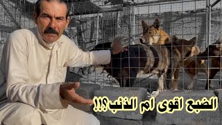 الضبع اقوى من الذئب؟ ضبع يهاجم امرأه في الصحراء [upl. by Campball]