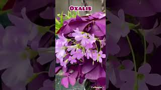 The PurpleLeaf Oxalis Triangularis Toronto 紫叶三叶草 [upl. by Elleirua897]