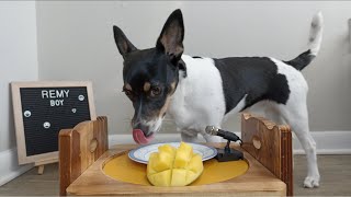 🥭 Can Dogs Eat Mangoes  ASMR [upl. by Shelden508]