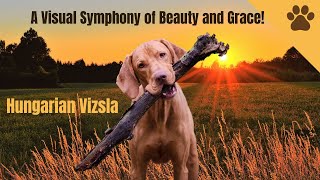 🇭🇺 Hungarian Vizslas Unleashed Exploring the Beauty of these Elegant Dogs from Hungary 🐾💟 [upl. by Riana573]