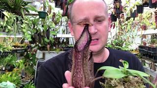 NEPENTHES CARE HOW TO GROW NEPENTHES HAMATA  CARNIVOROUS PITCHER PLANT CARE TIPS [upl. by Wadleigh]