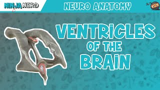 Ventricles of the Brain  Anatomy Model [upl. by Corydon124]