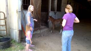 Foal cries mom comes running [upl. by Gunzburg377]