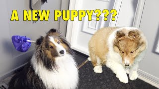 A New PUPPY Im Moving OUT 🐶Cricket the Sheltie Chronicles e013 [upl. by Bowerman]