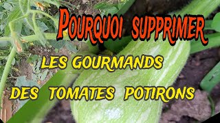 comment supprimer les gourmands des tomates et potirons du potager [upl. by Lewak318]