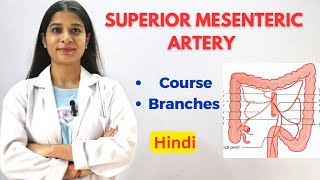 Superior Mesenteric Artery SMA  Easy Written Notes  Course  Division  Termination anatomy [upl. by Llyrad]