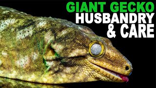 Leachie Care Simplified Giant Gecko Husbandry [upl. by Analeh]