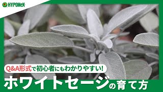 ☘268：【QampA】ホワイトセージの育て方｜健康に育てるコツや収穫方法は？水やりや肥料など、日々の管理もご紹介 [upl. by Monty]