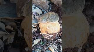 Boletus Aereus a 10 de Noviembre [upl. by Nyllaf]