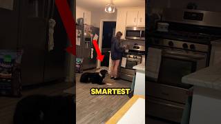 The Smartest Dog In The World 😱 [upl. by Wilson]