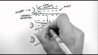 Action Potentials 3  Action Potential Propagation [upl. by Cooperman]