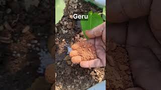 Anjeer Fig Plant  How to take care of Plant  Important Fertilizer [upl. by Suoirrad]