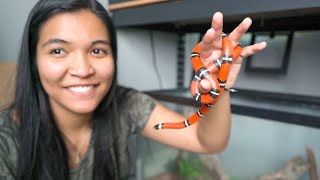 setting up a NEW SNAKE TANK milk snake edition [upl. by Rabjohn]