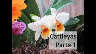 CATTLEYA PARTE 1 cómo identificar una cattleya crecimiento luz y temperatura [upl. by Nivanod35]