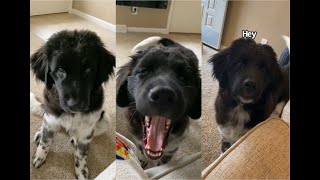 Sassy Puppy Talks Back To Human  Newfie Puppy Is Very Vocal [upl. by Dalenna]