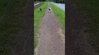 Met de hondjes aan de wandel honden friesestabij bordercolliestafford hattem walking [upl. by Treacy240]