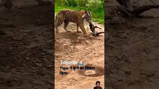 Tiger killed😱dog at zone 2 Ranthambore National Park Tiger attack dog shortsfeed bigcat tiger s [upl. by Hillie440]