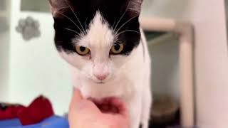 Meet Frannie Banannie a Domestic Shorthair currently available for adoption 1162024 21350 PM [upl. by Sears]