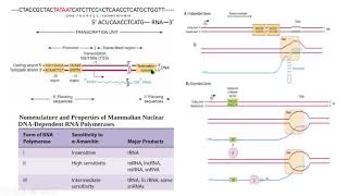 upstream downstream transcripción RNA rho polymerase corriente arriba abajo molecular biología [upl. by Vaios]