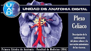 Plexo Celiaco solar  Unidad de Anatomía Digital  Primera Cátedra de Anatomía  Fmed  UBA [upl. by Nywnorb272]