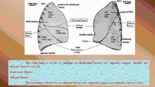 25 Thorax د أحمد كمال Lobes and fissures of the lung [upl. by Agnola]