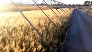 Best Ornamental Grasses  Pennisetum Hameln Fountain Grass [upl. by Neelhsa785]