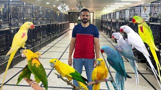 Exotic Birds Farm in Lahore  Lutino alexandrine Raw Blue Raw  Macaw Breeding Farm  Golden Conure [upl. by Aelahs424]